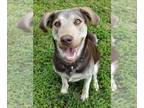 Huskies -Labrador Retriever Mix DOG FOR ADOPTION RGADN-1271297 - Loki - Labrador