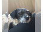 Dachshund-Jack Russell Terrier Mix DOG FOR ADOPTION RGADN-1271299 - Iris - Jack