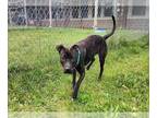 American Pit Bull Terrier Mix DOG FOR ADOPTION RGADN-1271307 - BRANDY - Pit Bull