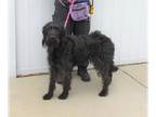 Poodle (Standard) DOG FOR ADOPTION RGADN-1271328 - COCO LOCO - Poodle (Standard)