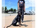 Black and Tan Coonhound DOG FOR ADOPTION RGADN-1271336 - BUS IT DOWN BABY -