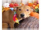 Carolina Dog Mix DOG FOR ADOPTION RGADN-1271350 - SKIPPER - Carolina Dog / Mixed