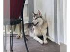 Mix DOG FOR ADOPTION RGADN-1271372 - OLIVE - Husky (medium coat) Dog For