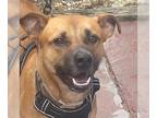 Black Mouth Cur-Labrador Retriever Mix DOG FOR ADOPTION RGADN-1271385 - Jason -