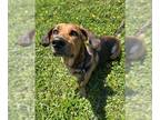 Basset Hound Mix DOG FOR ADOPTION RGADN-1271420 - ROYAL - Basset Hound / Mixed