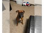 Boxer DOG FOR ADOPTION RGADN-1271463 - Mikko *Needs Foster* - Boxer Dog For