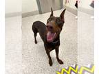 Doberman Pinscher DOG FOR ADOPTION RGADN-1271471 - DUQUESA - Doberman Pinscher