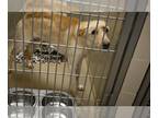 Labrador Retriever Mix DOG FOR ADOPTION RGADN-1271501 - DEE DEE - Labrador