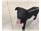 Shepradors DOG FOR ADOPTION RGADN-1271510 - Dog - Labrador Retriever / German