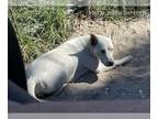 Akita Mix DOG FOR ADOPTION RGADN-1271522 - SKY - Akita / Mixed (medium coat) Dog