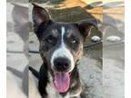 Mix DOG FOR ADOPTION RGADN-1271541 - Estrella (CP) Adopt Me!