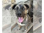 Great Dane DOG FOR ADOPTION RGADN-1271542 - Flaca (CP) Adopt Me!
