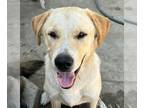 Mix DOG FOR ADOPTION RGADN-1271543 - Osito (CP) Adopt Me!