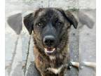 Mix DOG FOR ADOPTION RGADN-1271544 - Peluchita (CP) Adopt Me!