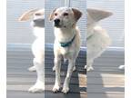 Labrador Retriever-Spaniel Mix DOG FOR ADOPTION RGADN-1271546 - Toast - Spaniel