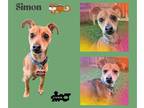 Miniature Pinscher Mix DOG FOR ADOPTION RGADN-1271550 - Simon - Terrier /