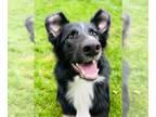 Border-Aussie DOG FOR ADOPTION RGADN-1271559 - Argos - Border Collie /