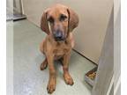 Redbone Coonhound DOG FOR ADOPTION RGADN-1271579 - REBA - Redbone Coonhound