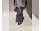 Labrador Retriever Mix DOG FOR ADOPTION RGADN-1271590 - INDIE - Labrador