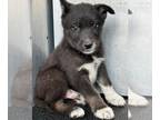 Huskies Mix DOG FOR ADOPTION RGADN-1271591 - JOE - Husky / Mixed (medium coat)