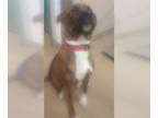 Boxer-Mastiff Mix DOG FOR ADOPTION RGADN-1271611 - BROOKS - Boxer / Mastiff /