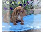 Cavalier King Charles Spaniel DOG FOR ADOPTION RGADN-1271629 - Champ - Cavalier