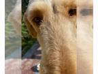 Goldendoodle DOG FOR ADOPTION RGADN-1271638 - Pinky - Golden Retriever / Poodle