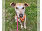 Whippet Mix DOG FOR ADOPTION RGADN-1271655 - Maple - Whippet / Mixed Dog For