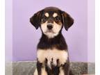 Australian Shepherd-Beagle Mix DOG FOR ADOPTION RGADN-1271659 - Coffee - Beagle