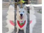 Mix DOG FOR ADOPTION RGADN-1271680 - Casper - Husky Dog For Adoption
