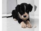Collie Mix DOG FOR ADOPTION RGADN-1271681 - Jive (J-Puppies) - Collie /