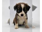 Collie Mix DOG FOR ADOPTION RGADN-1271682 - Juju (J-Puppies) - Collie /