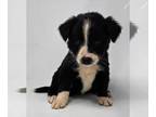 Collie Mix DOG FOR ADOPTION RGADN-1271693 - Jester (J-Puppies) - Collie /