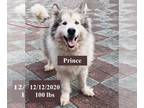 Mix DOG FOR ADOPTION RGADN-1271700 - Prince - Husky Dog For Adoption