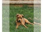 Lab'Aire DOG FOR ADOPTION RGADN-1271702 - Luca - Airedale Terrier / Labrador