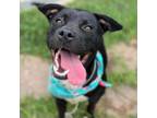 Adopt Asia a American Staffordshire Terrier, Mixed Breed