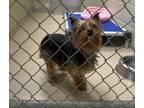 Adopt 19101 a Yorkshire Terrier