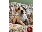 Adopt Kermie a Pit Bull Terrier, Mixed Breed