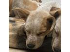 Adopt Rollo a Australian Cattle Dog / Blue Heeler