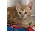 Adopt Nelson a Domestic Short Hair