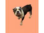 Adopt TUSC-Stray-tu7951 a Pit Bull Terrier