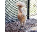Adopt Polka a Chicken