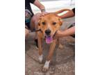 Adopt Reef a Mixed Breed