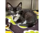 Adopt Gilly 25619 a Domestic Short Hair