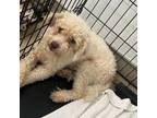 Adopt Ted a Poodle
