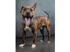 Adopt Doowop a Pit Bull Terrier, Mixed Breed