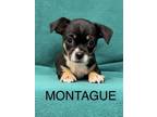 Adopt Montague a Pug, Mixed Breed