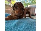 Mutt Puppy for sale in Crosby, TX, USA