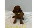 Irish Setter Puppy for sale in Whiteville, NC, USA