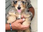 Aussiedoodle Puppy for sale in Ville Platte, LA, USA